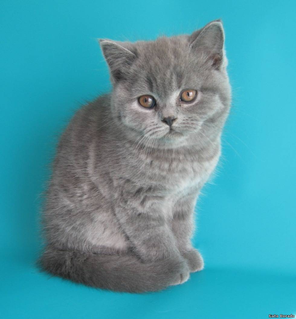 Кошка шотландская скоттиш страйт прямоухая кошка фото