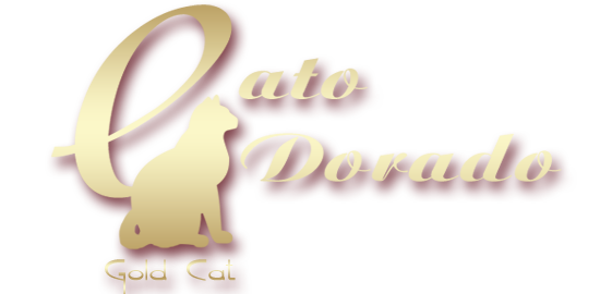 Gato Dorado